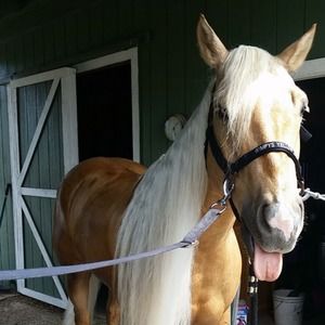 Meet your Posher, Rhonda